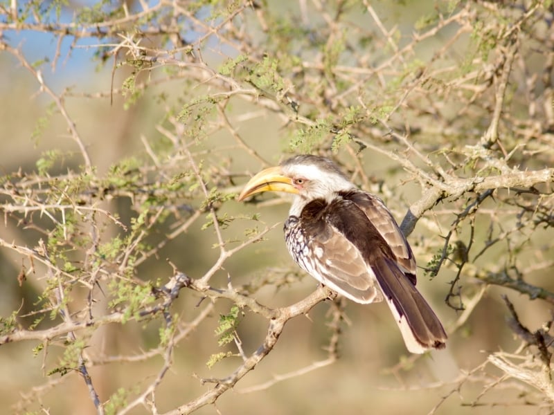 Neushoornvogel Manyoni Private Game Reserve