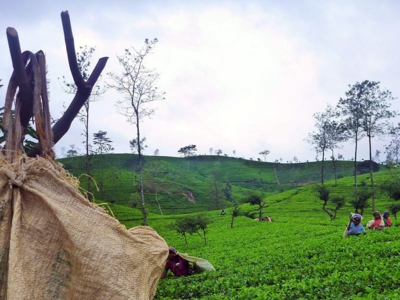 Nuwara Eliya met kinderen