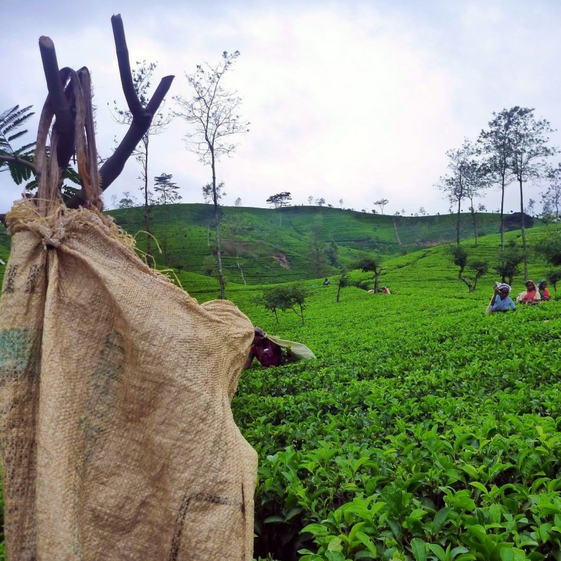Nuwara Eliya met kinderen