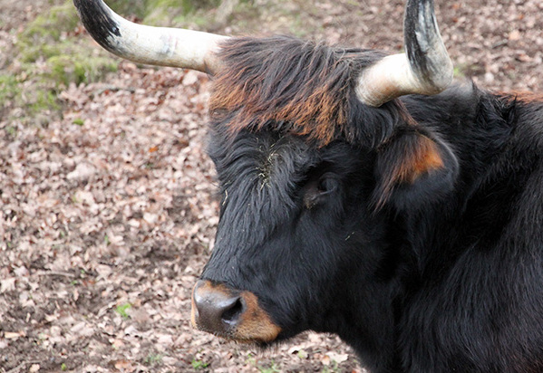 Wildpark bij Grotten van Han met kinderen