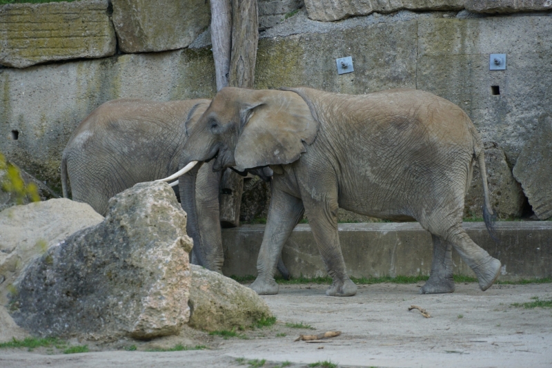 OlifantenTiergarten Wenen met kinderen