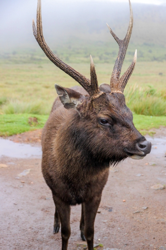 Onderweg in Horton Plains