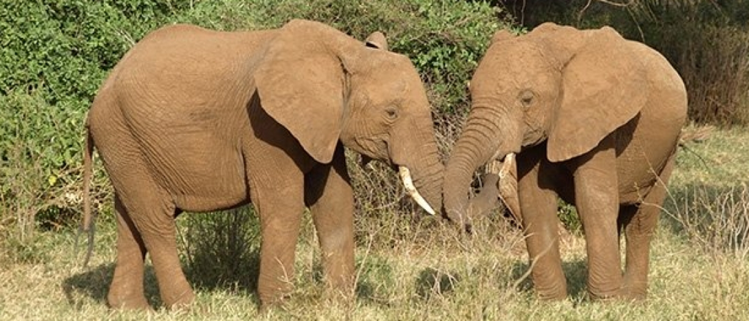 Oost-Afrika met kinderen, samen op safari