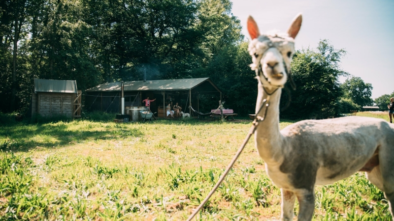 Overnachten bij Alpaca boerderij Volenbeek