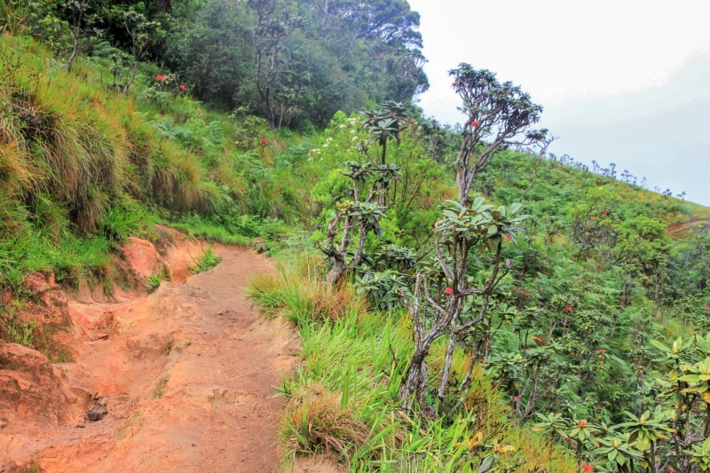 Paden bij Horton Plains