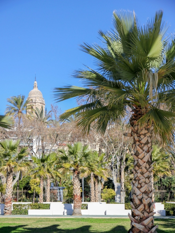 Palmbomen met uitzicht op de kathedraal van Málaga Palmbomen in een park met de kathedraal van Málaga op de achtergrond