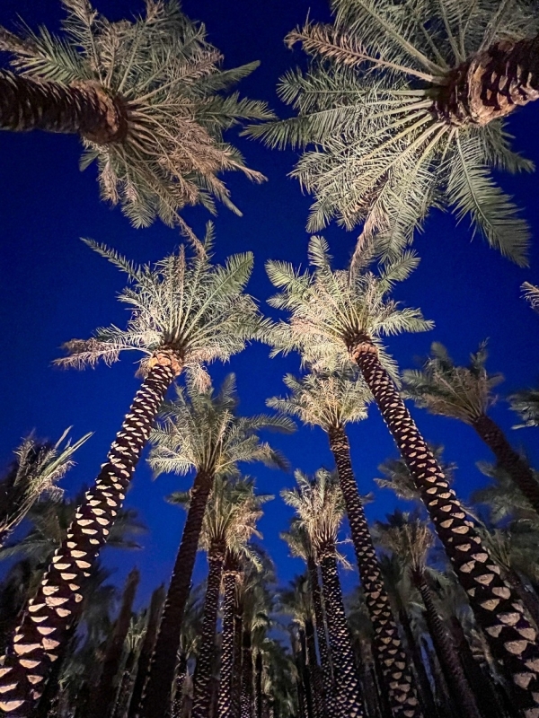 Palmbomen Saoedi-Arabië