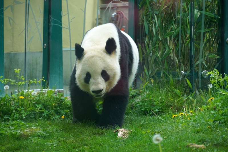 Panda in dierentuin Wenen