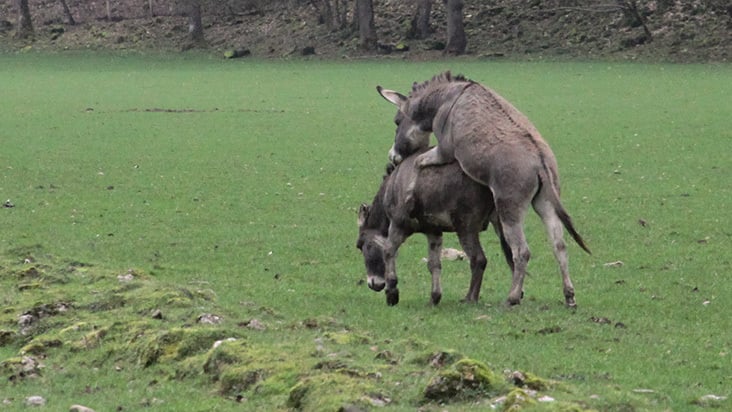 Parende dieren Wildpark Ardennen