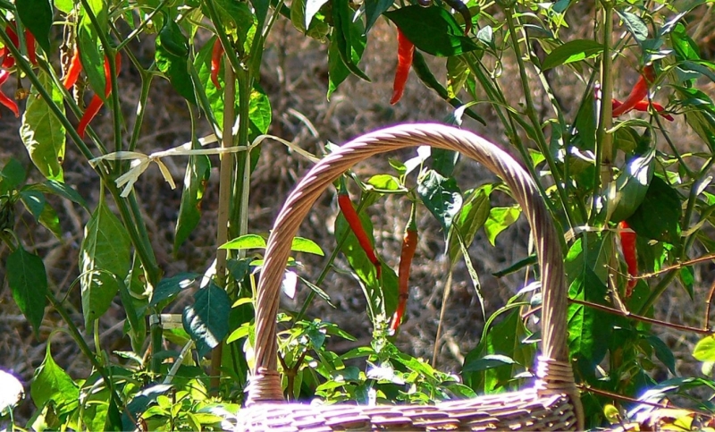 Piment d'Espelette Piment d'Espelette