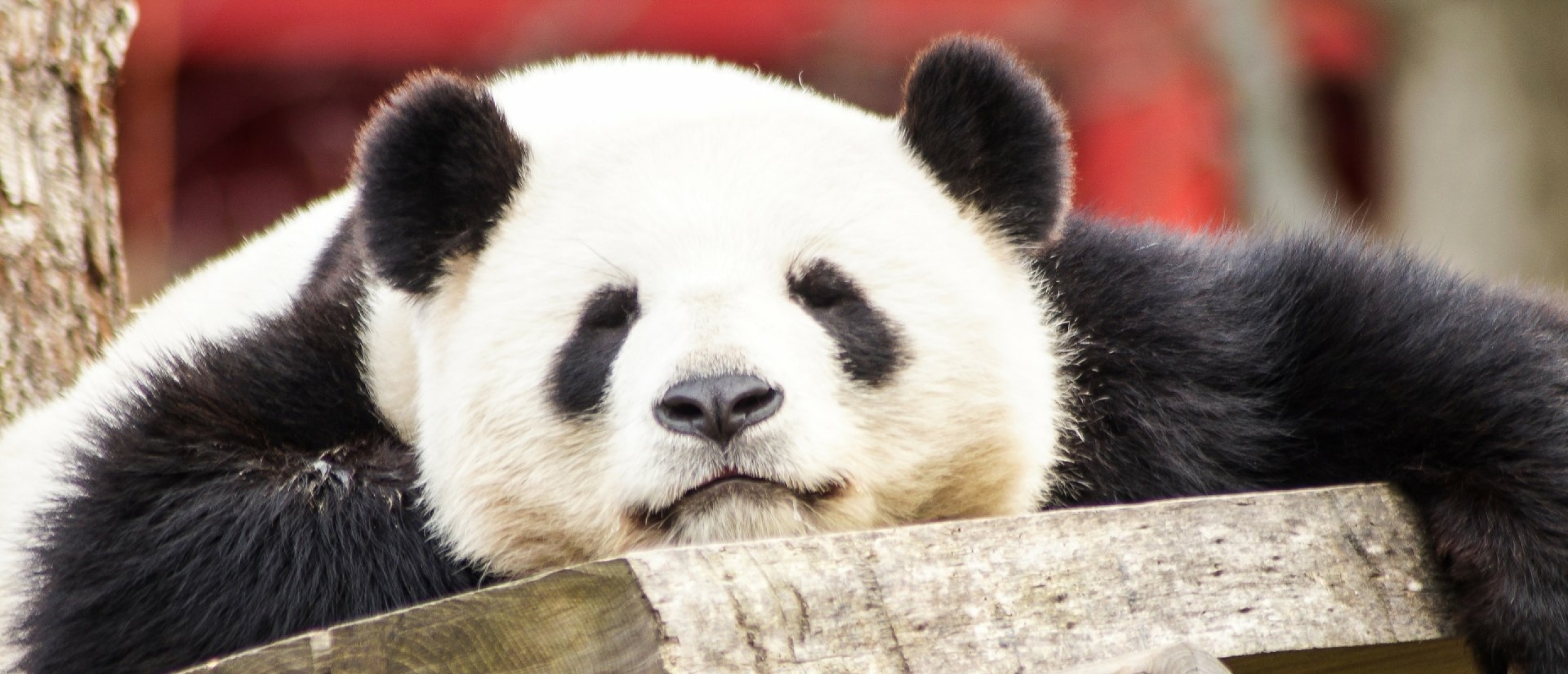 Panda's kijken in Chengdu Panda Breeding Centre