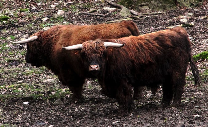 Schotse hooglanders wildpark Ardennen