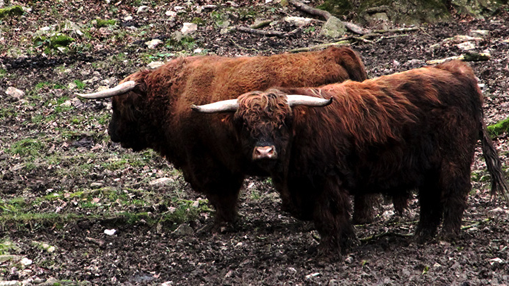 Schotse hooglanders wildpark Ardennen