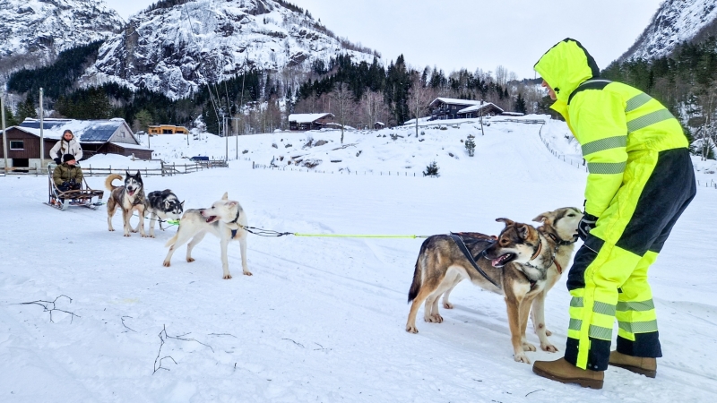 Sneeuwpret met huskies Zuid-Noorwegen
