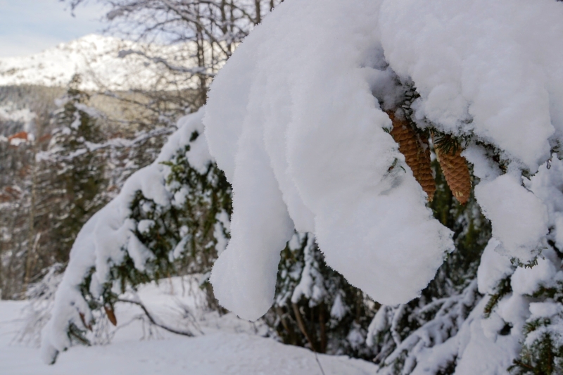 Sneeuwschoenwandelen met kinderen