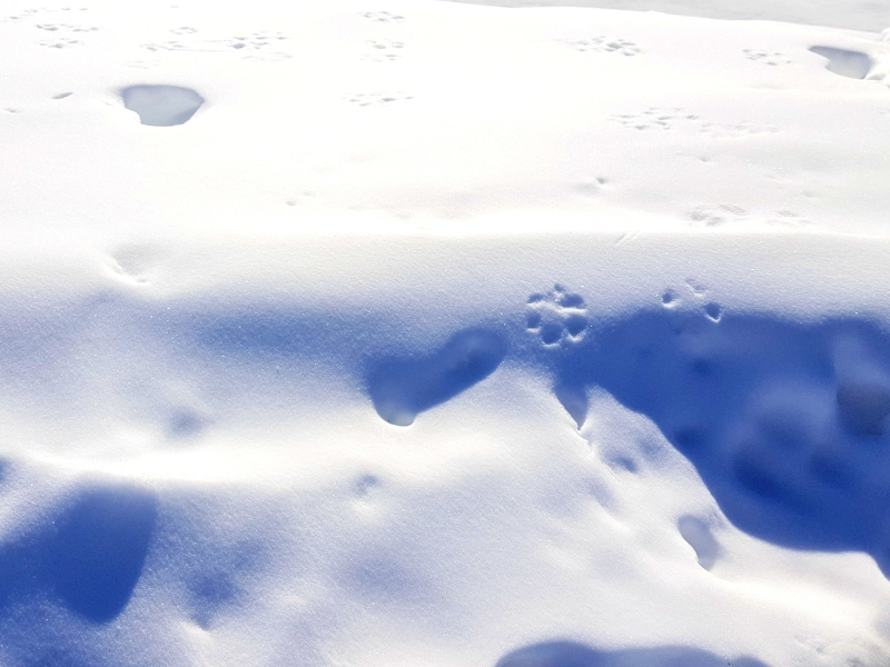 Sneeuwwandelen Les Menuires met kids