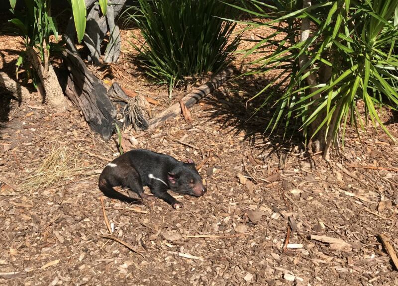 Brisbane met kinderen: Tasmaanse duivel (Australia Zoo)