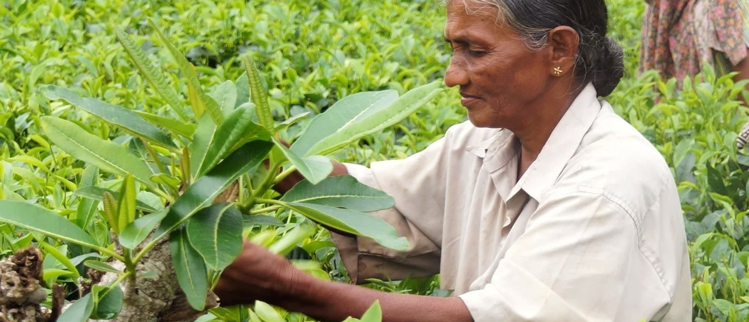 Nuwara Eliya met kinderen