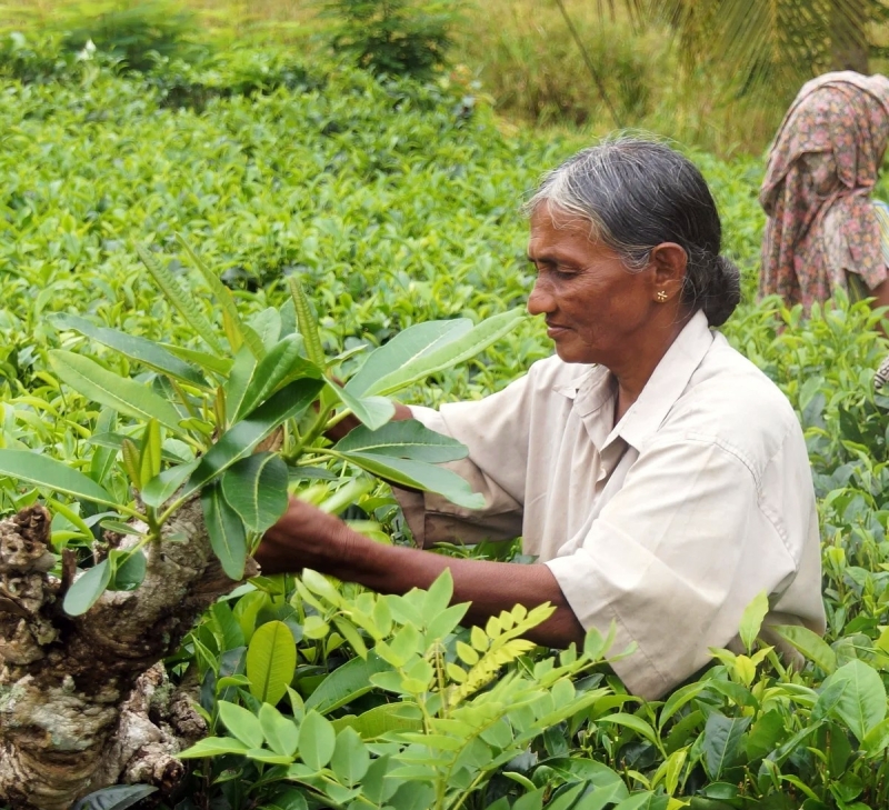 Nuwara Eliya met kinderen