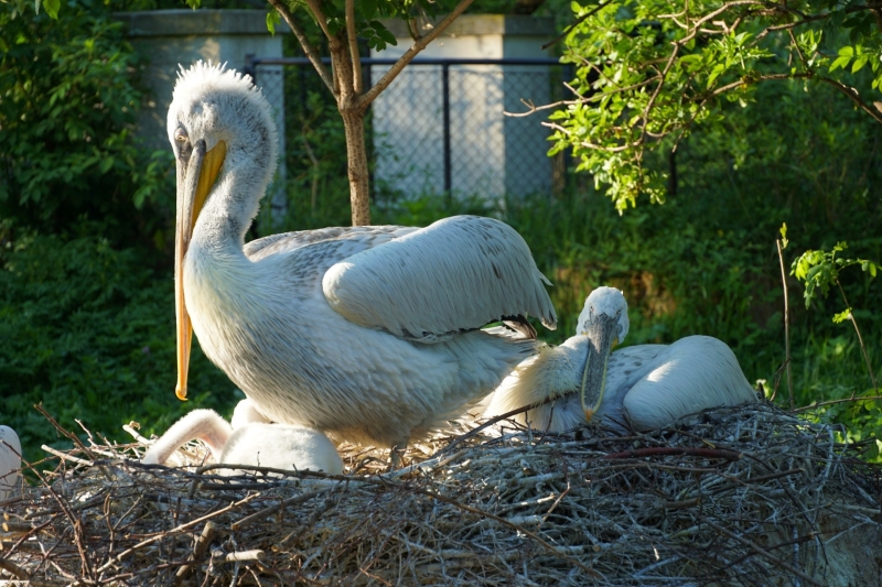 Tiergarten Wenen dierentuin