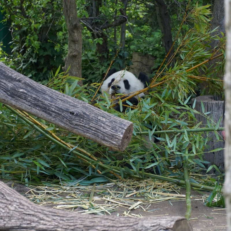 Tiergarten Wenen met gezin