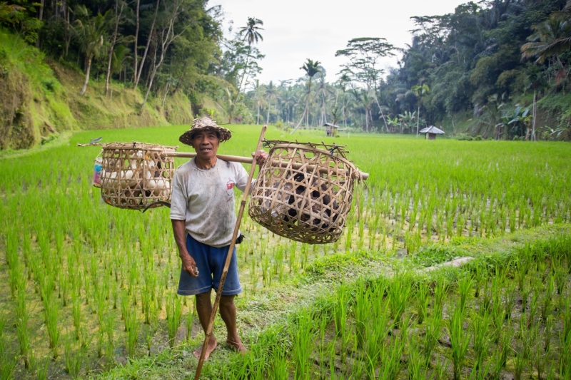 Ubud Bali op de fiets