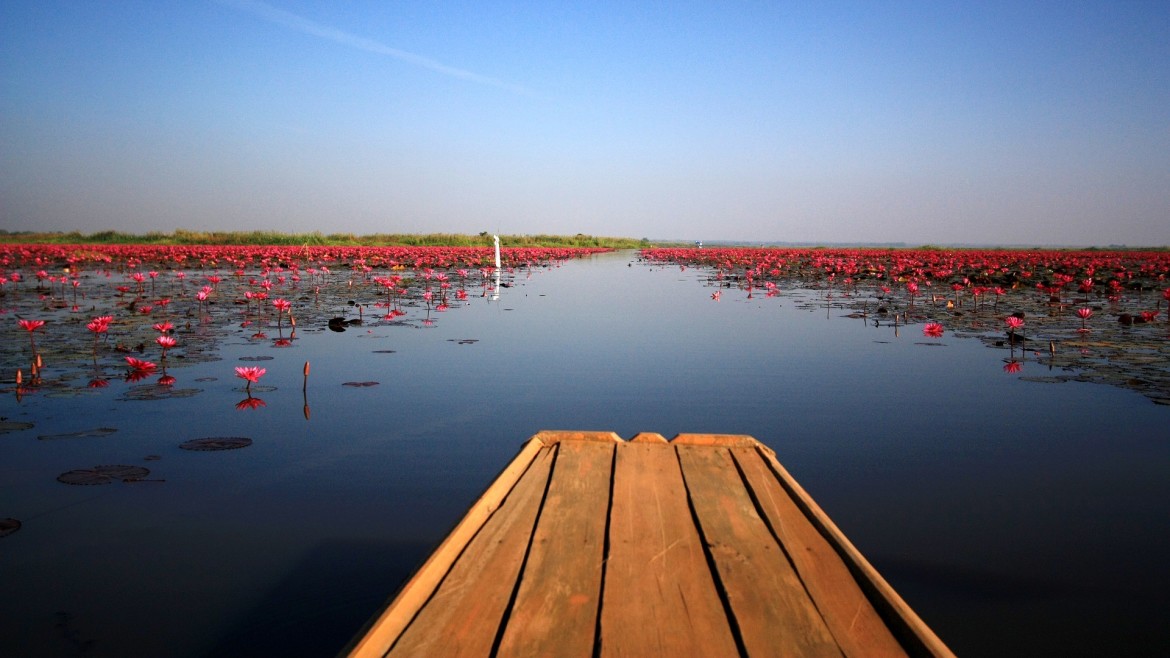 Red Lotus Sea in Udon Thani