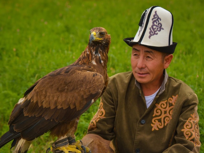 Adelaarsjager Kirgizië (burkutchu)