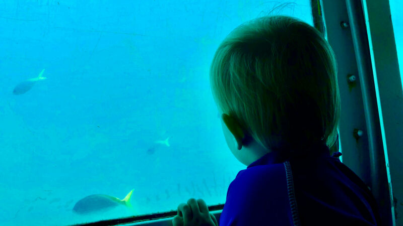 Great Barrier Reef aquarium met kinderen
