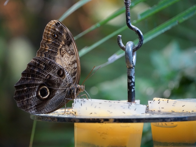 Vlinder op voederbak in het vlinderhuis