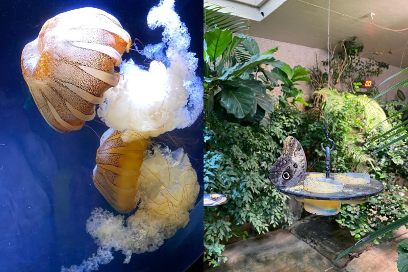 Vlinderhuis met tropische planten en gekleurde kwallen