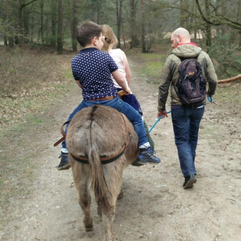 Wandelen met een ezel in Herperduin