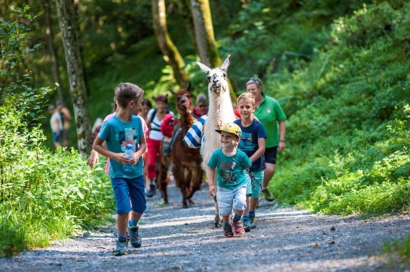 Wandelen met een lama in Oostenrijk