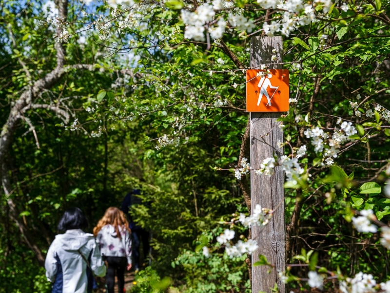 Wandelbord langs een groen bospad met bloesem in Gauja Nationaal Park, ideaal voor een rustige wandeling.