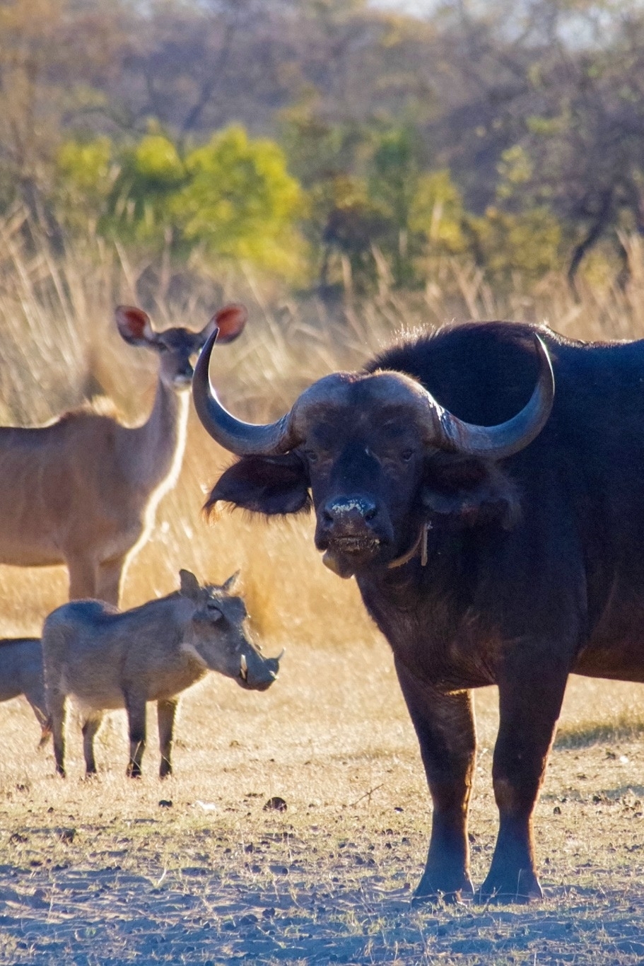 Waterberg Cottages Zuid-Afrika gamedrive