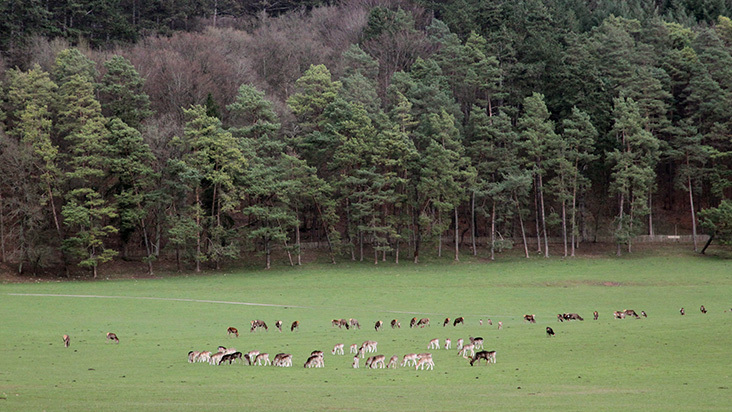 Wildpark bij Grotten van Han bezoeken