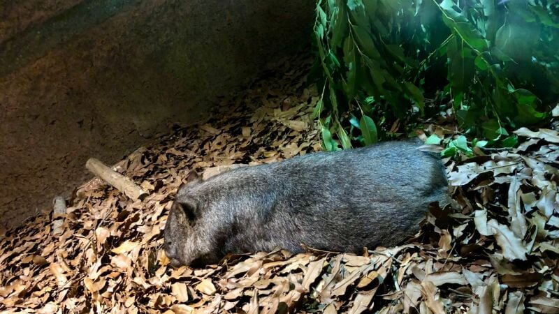 Wombat in Australië