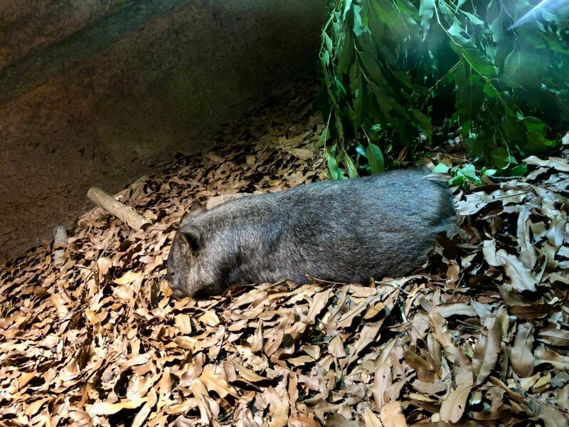 Brisbane met kinderen: wombat (Australia Zoo)