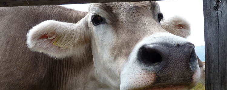 Vakantiehuis in Zuid-Tirol? Ga slapen op de boerderij!