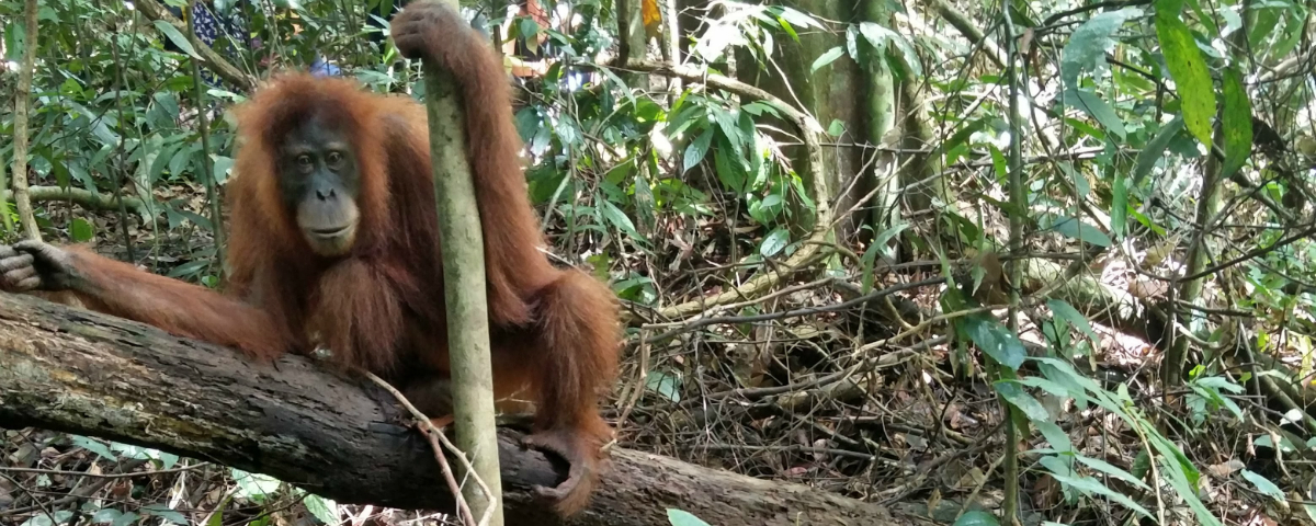 Orang-oetans in het wild kijken in de jungle van Sumatra