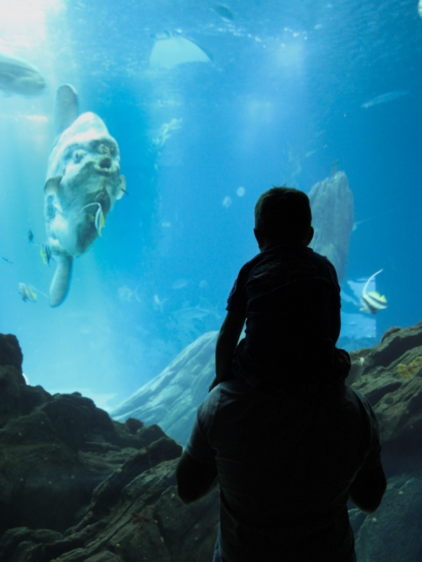 Zeedieren bekijken in Oceanário de Lisboa met kinderen