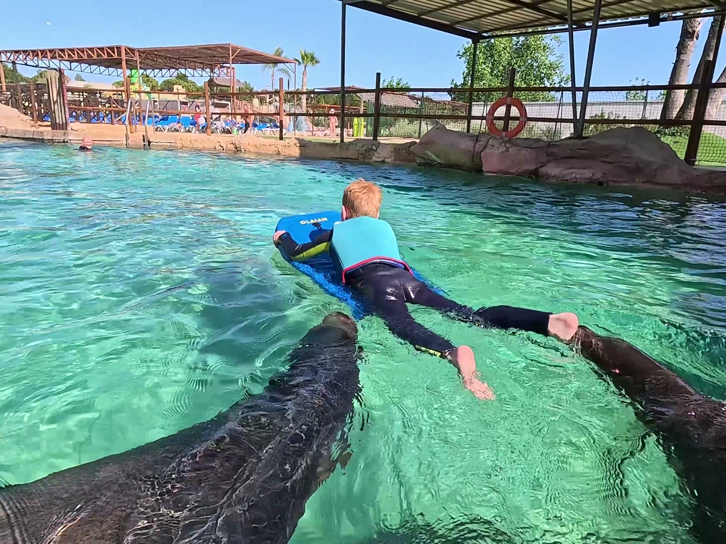 Zeeleeuwen Aqua Natura waterpark Benidorm Zeeleeuwen ontmoeten bij Aqua Natura waterpark in Benidorm met kinderen