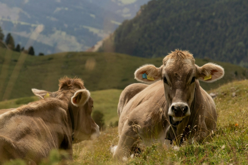 Zuid-Tirol met kinderen