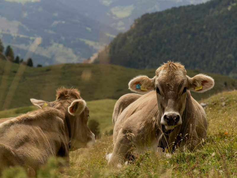 Zuid-Tirol met kinderen Zuid-Tirol met kinderen