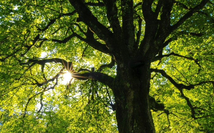 eikenboom