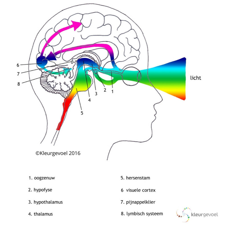 Illustratie doorsnede hoofd met lichtstroom door de ogen naar de verschillende aansturingsgebieden van de hersenen. Illustratie: Margo Ruiter 2016