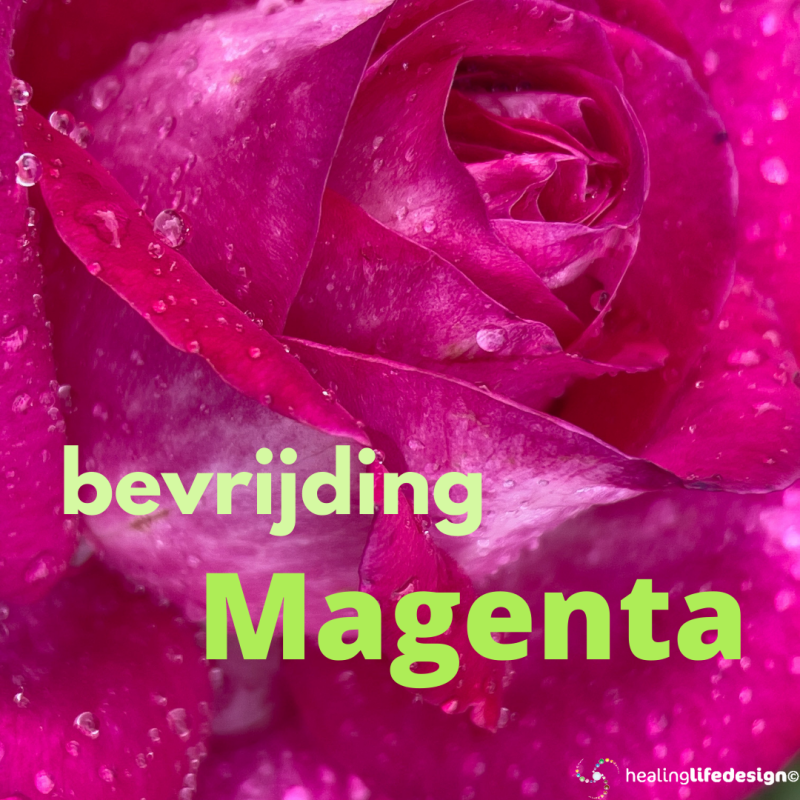 Magenta bevrijding roos detail