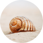 schelp slakkenhuis op het strand foto van Mixmike op pexels