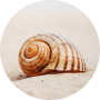 schelp slakkenhuis op het strand foto van Mixmike op pexels