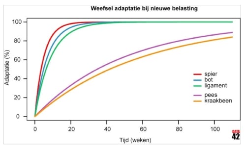 Train je knieën sterk met knie voorbij tenen oefeningen